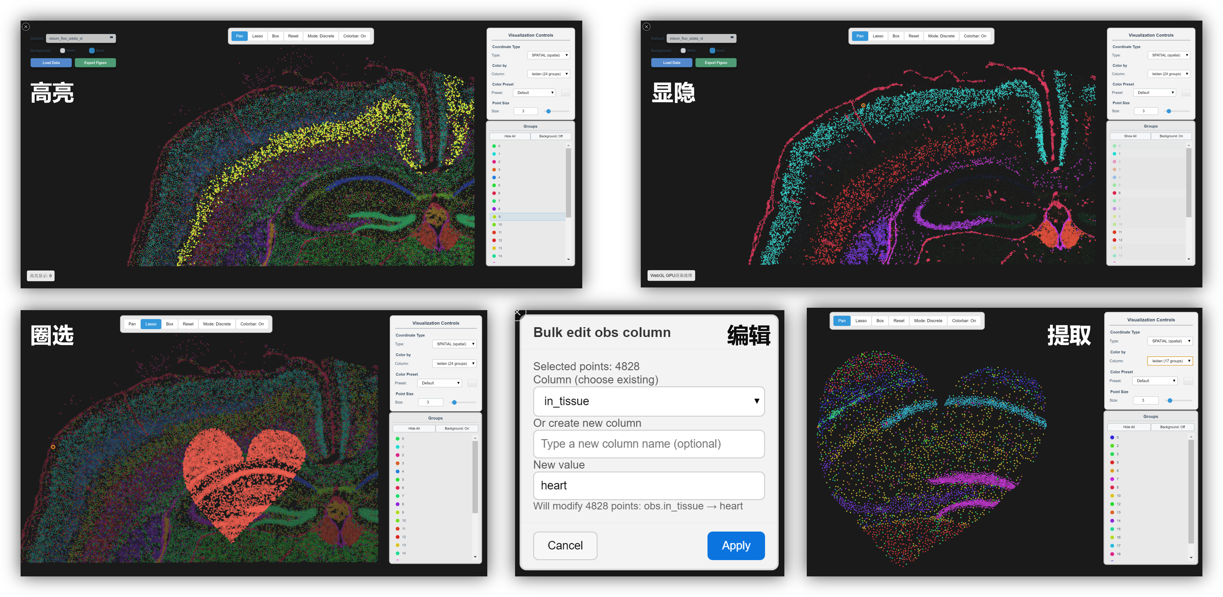 鼠脑冠状样本交互式可视化功能展示